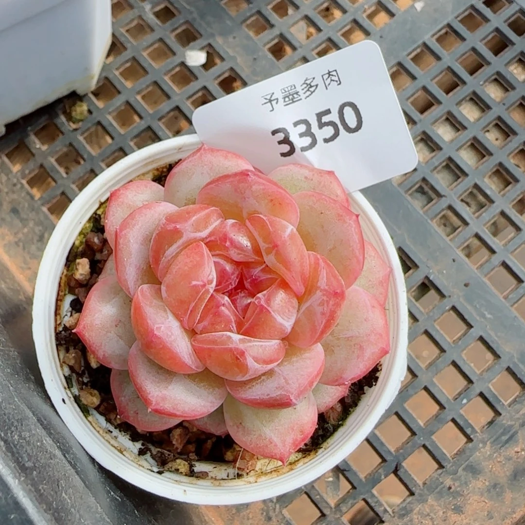 栀子花，3350多肉植物