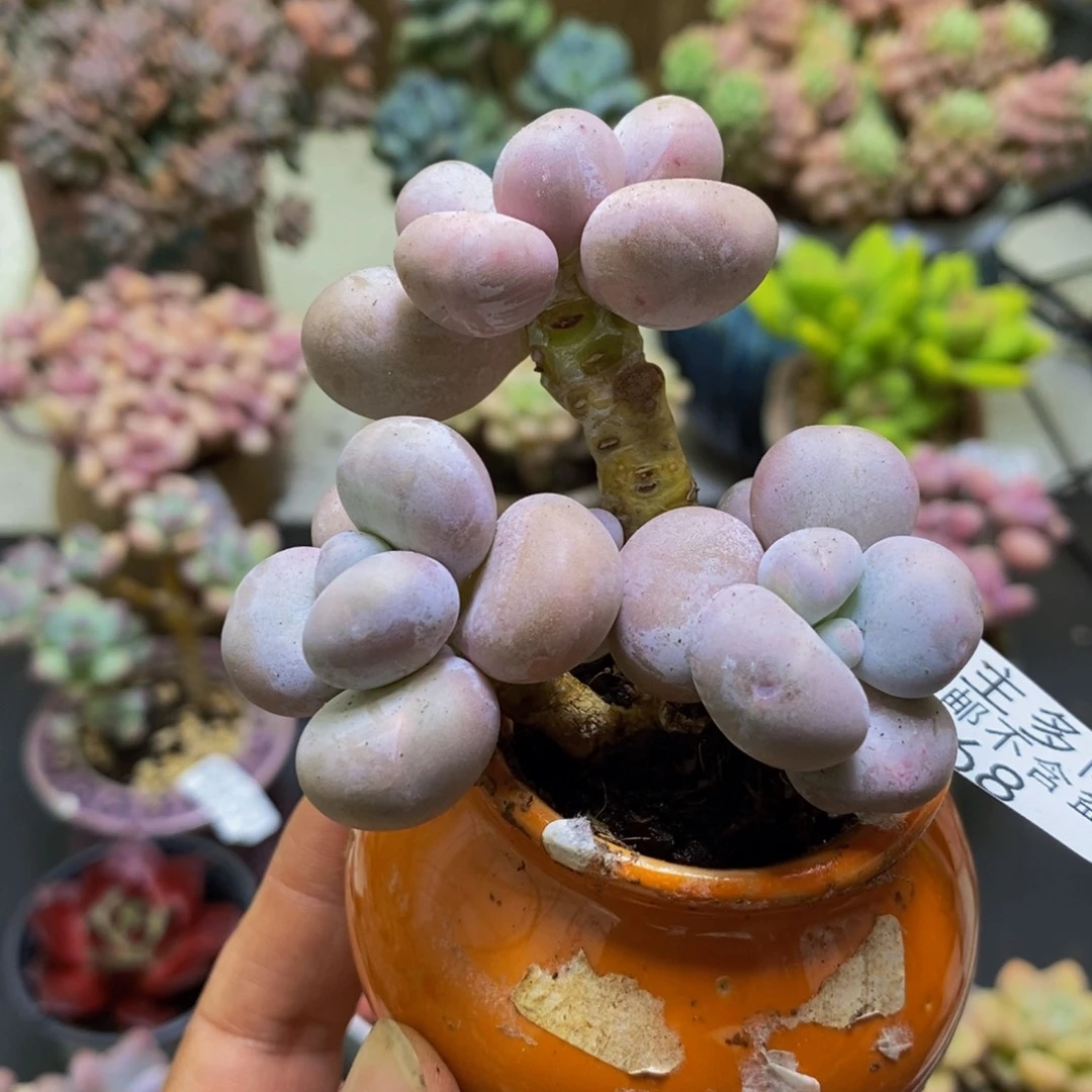 868芭比奶酪6cm多肉