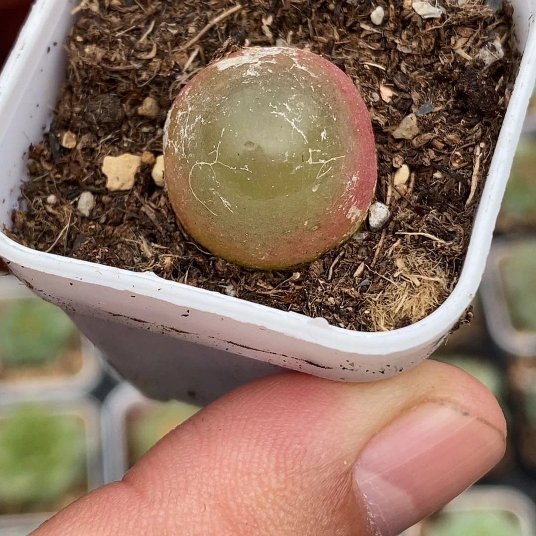 灯泡30包邮非偏远