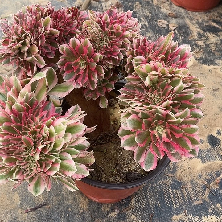 多肉植物缀化7号法师