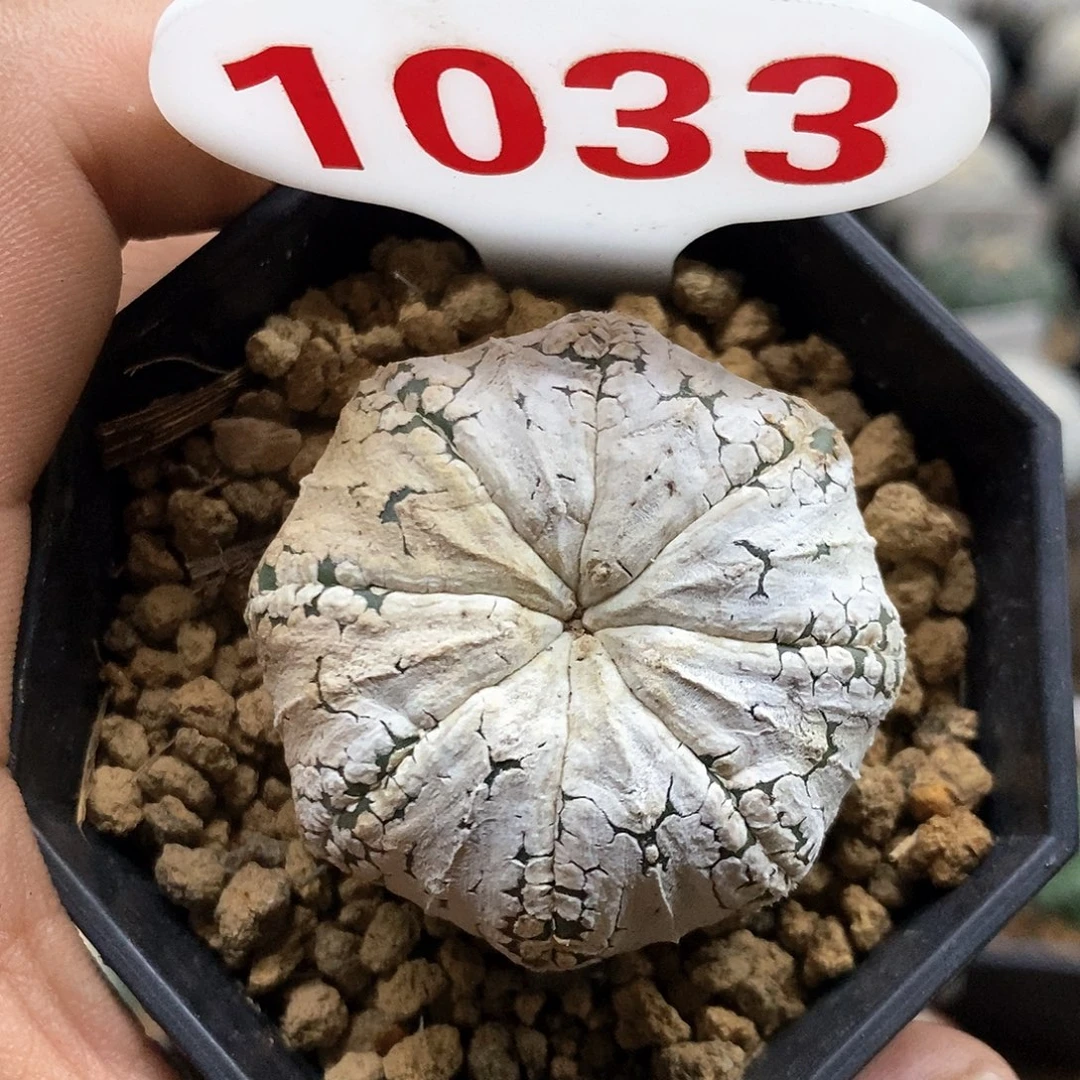 1033福利特价咯打榜