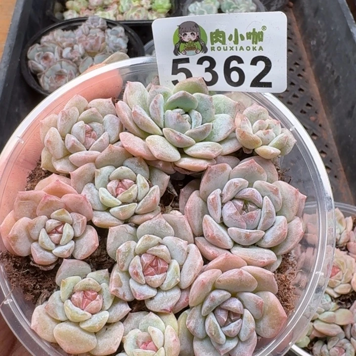 多肉植物多肉植物