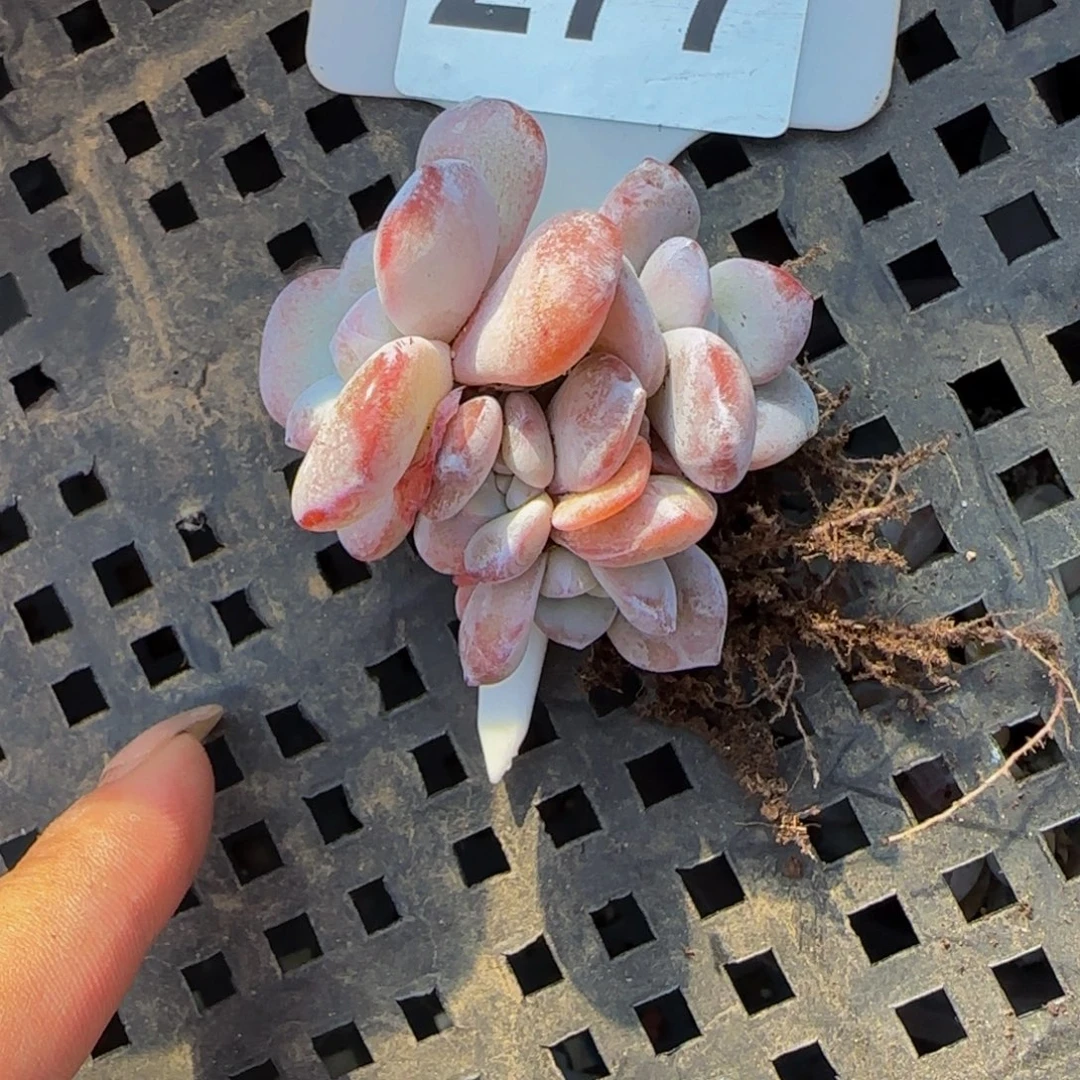 單***277 号一物一拍特价福利