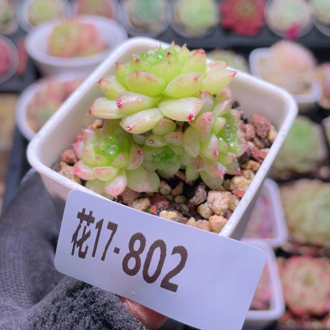 花利美17-802海王