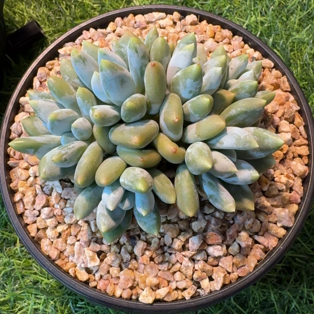 多肉植物哥特萝莉