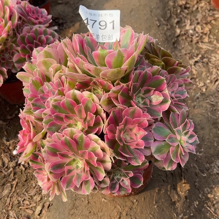 4791女巫的人多肉的