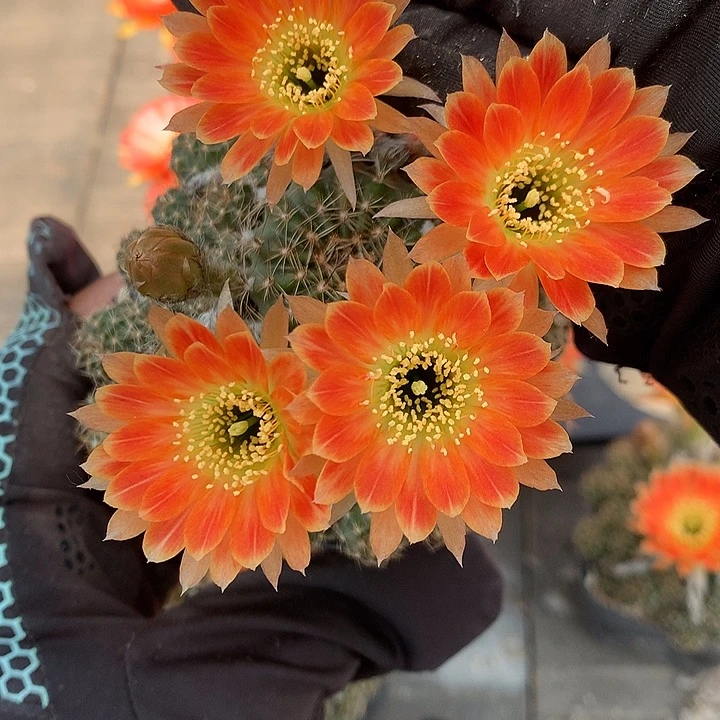 83 一代侧芽自根丽花6.5厘米盆