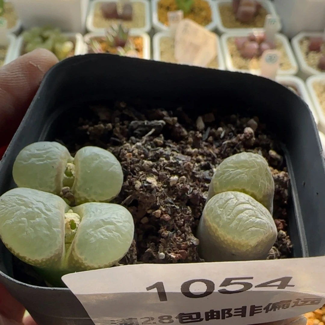 【闪购商品】二***王1054