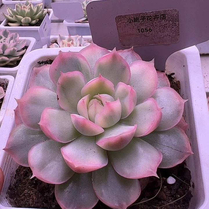 1056号草莓蛋糕锦多肉