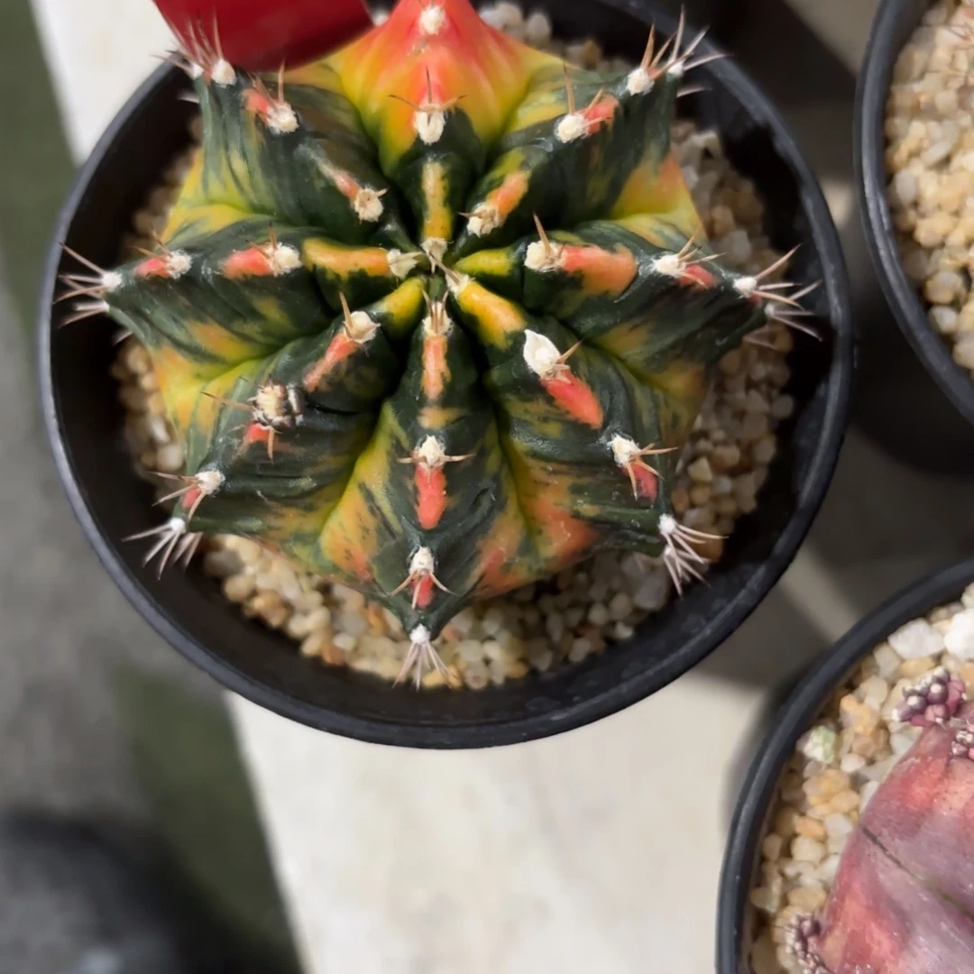 142-0103泰国发货