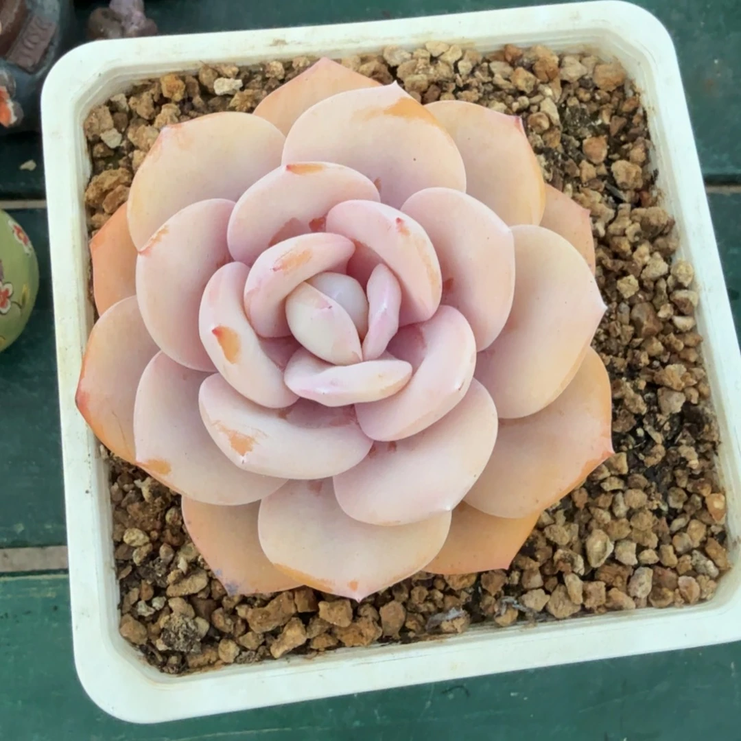 奶茶一物一拍拍下不退不换