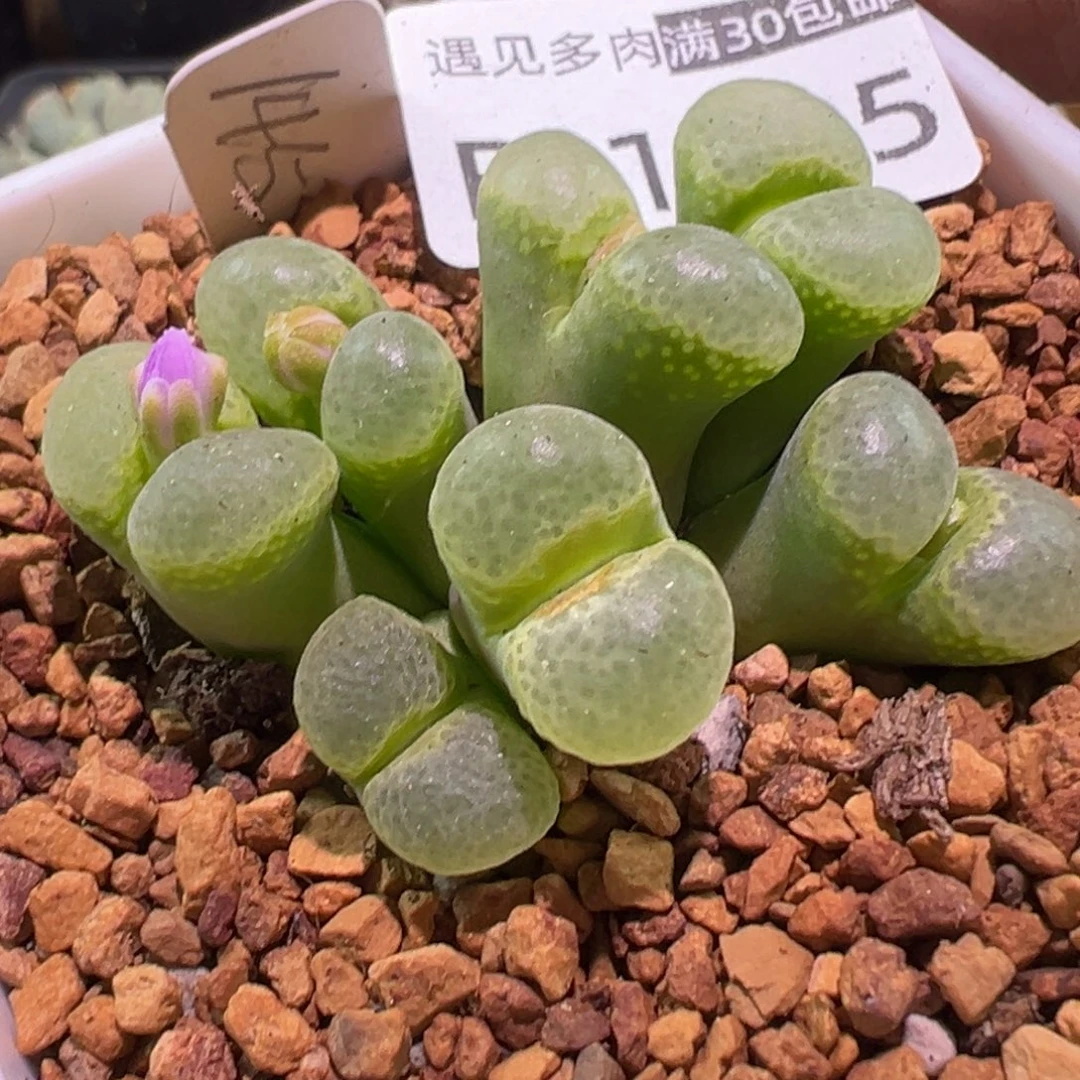多肉植物1111111111111
