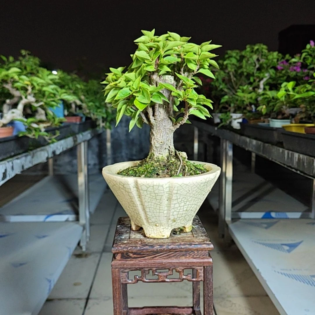 0***9完全开放塔黄三角梅盆景