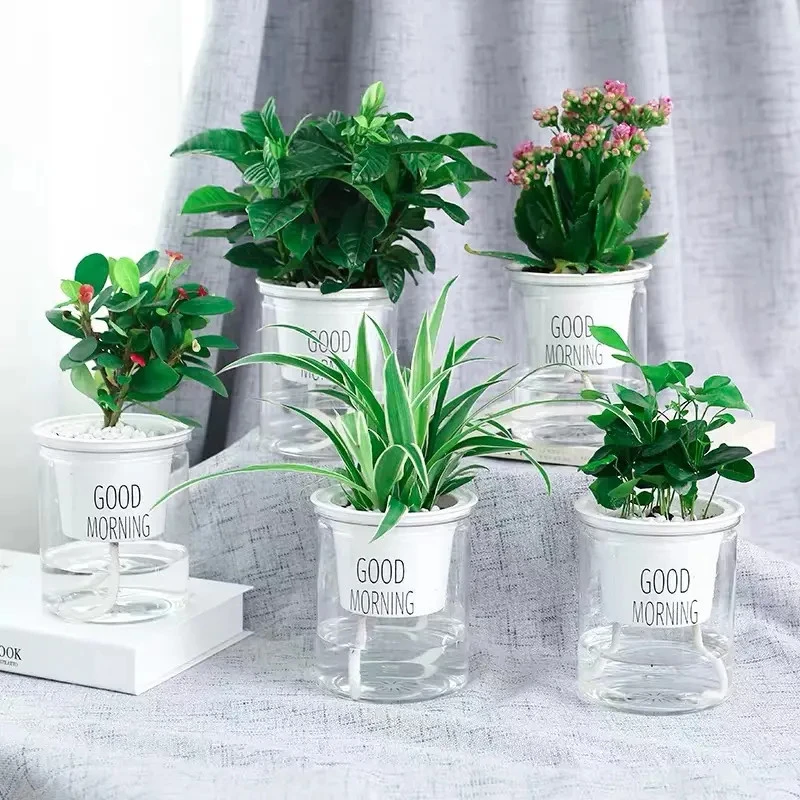桌面盆栽懒人花盆自动吸水早安盆水培免浇灌可栽绿植多肉透明储水
