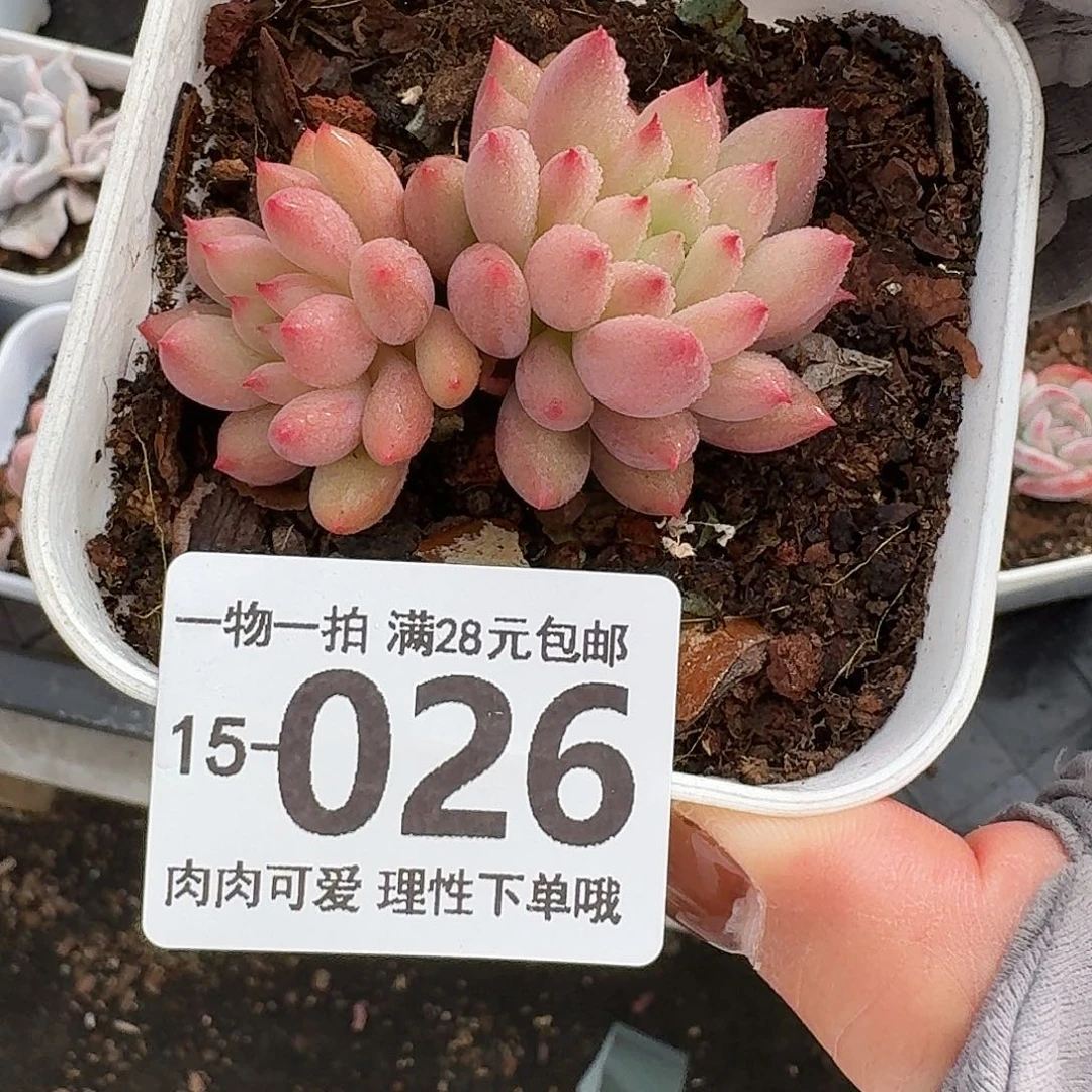 虞美人无盆土发货无