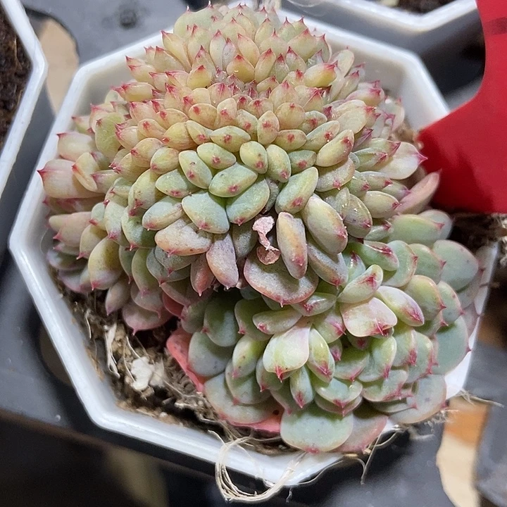 多肉植物缀化780多肉