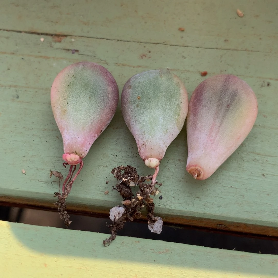 奶酪锦花脸叶插三片