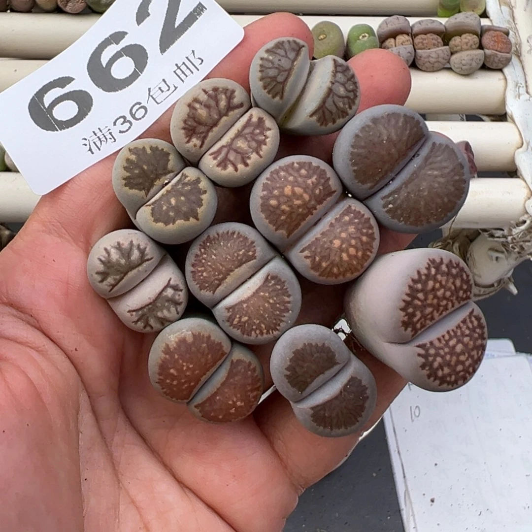 零***歌12.10好看的多肉脱土发货662
