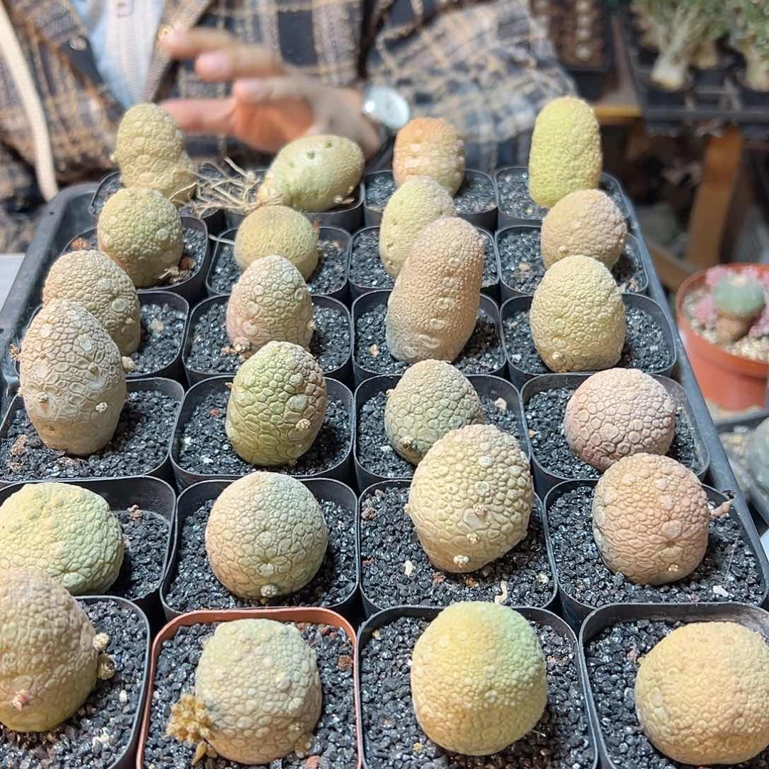 实生凝蹄玉3.3公分带盆