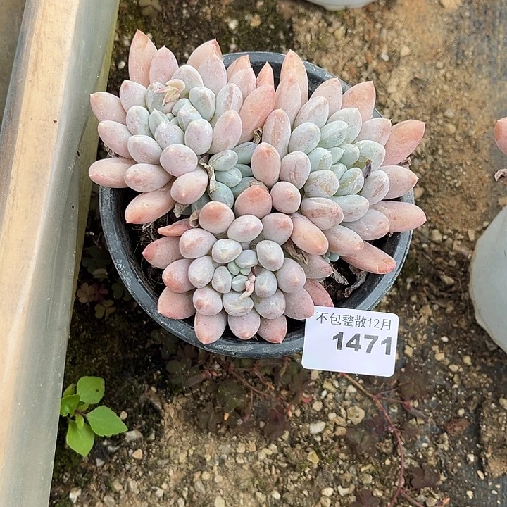 阿雅园艺。     1471