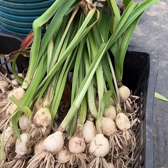 杂交小苗大规格2/3厘米20颗