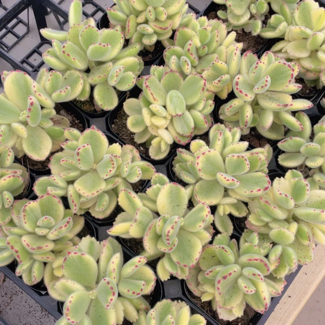 120号 小白熊群生一个