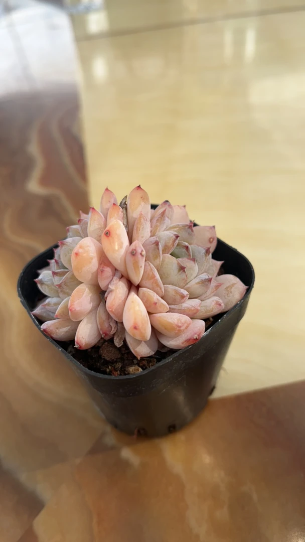 粉红泡泡   6.5CM杯精控多肉