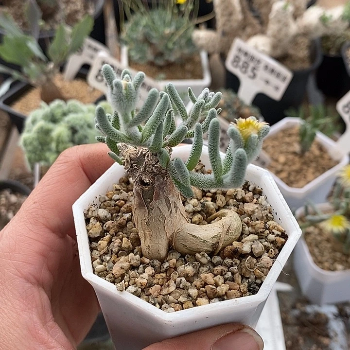 866淡清霜带盆发一一一一一一一