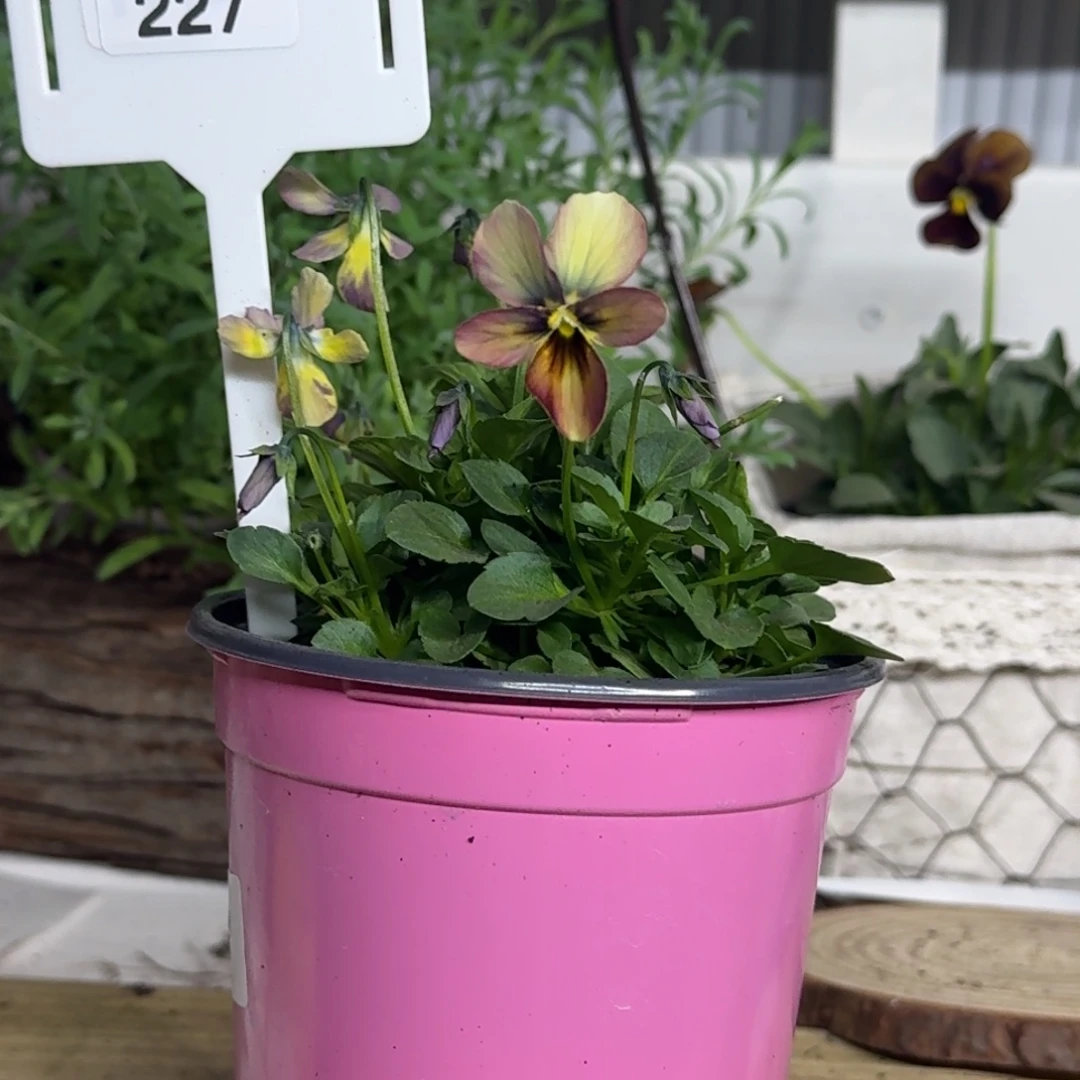 全部花朵1210 抖音一物一拍227号