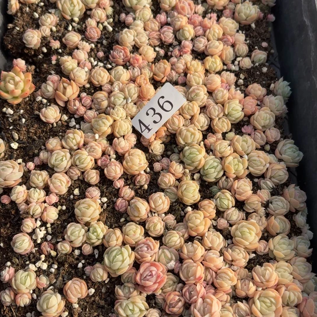 多肉植物多肉植物436