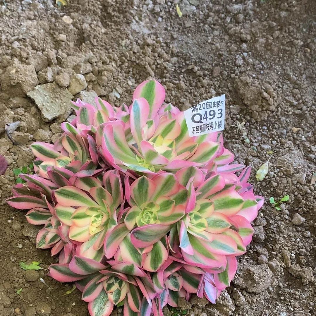 493女巫多肉法师锦