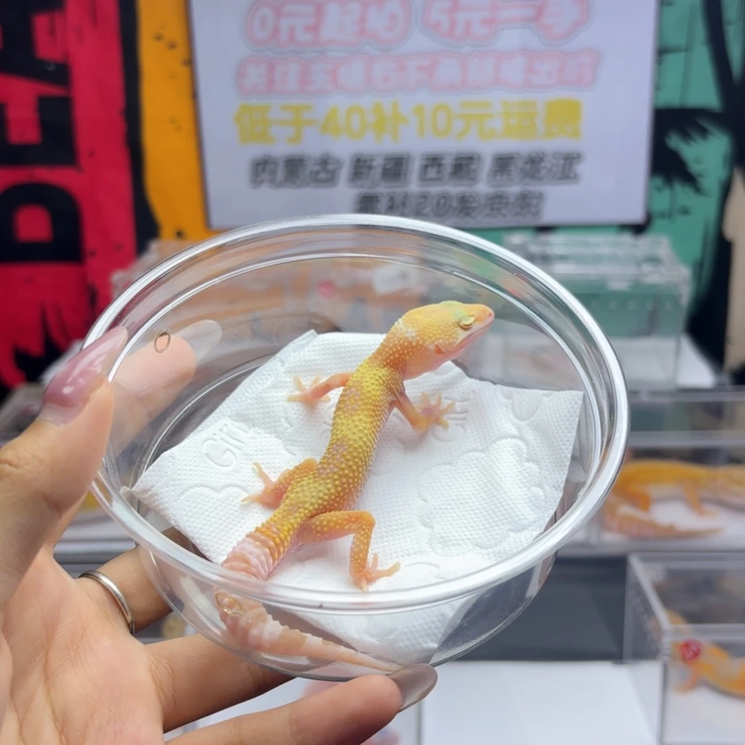 豹纹守宫川普白黄妹妹a015