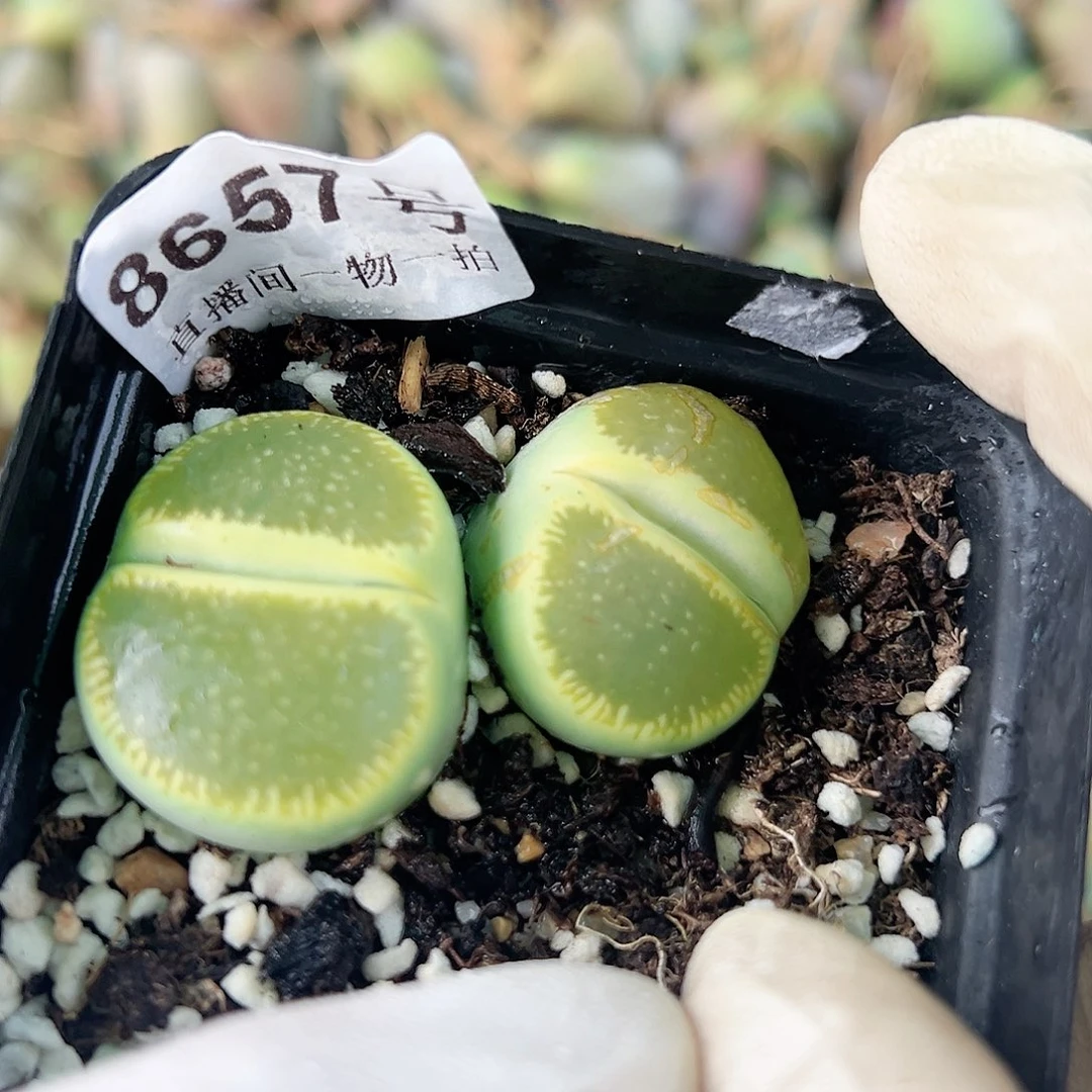 8657 好养易活生石花大母本侧面老疤特价