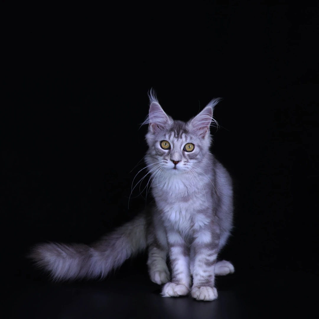 【贝尔莱德宠物】银虎缅因猫