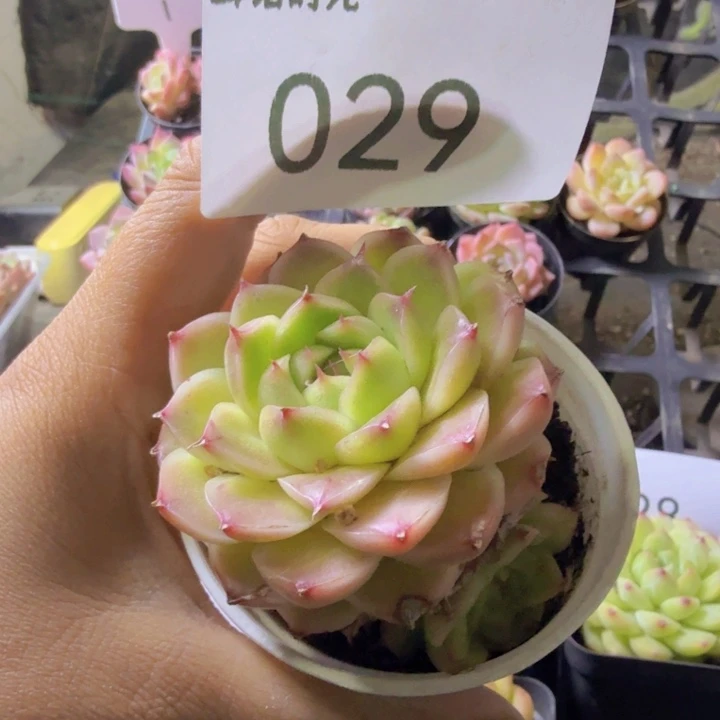 029.qqwwwwwwwwwwwwq
