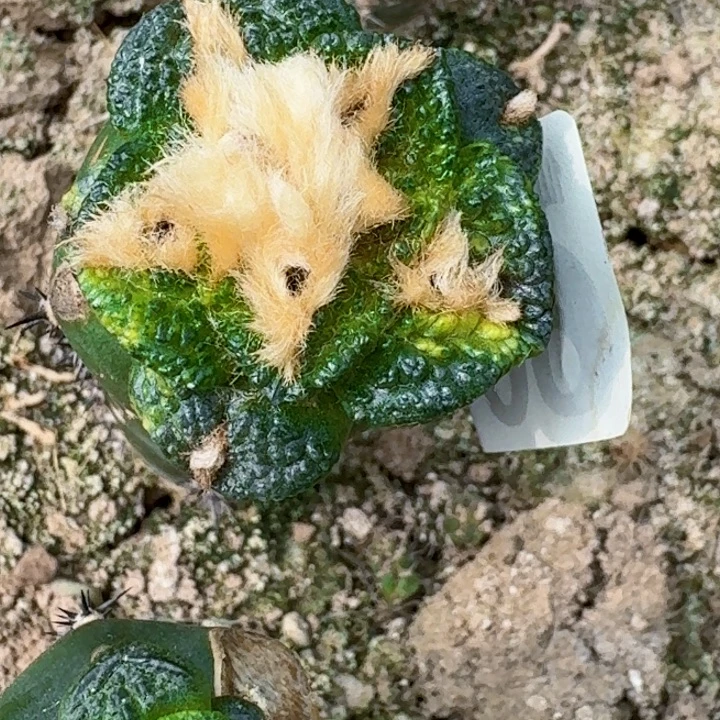 仙***界无花朵福利苗接龟甲锦661