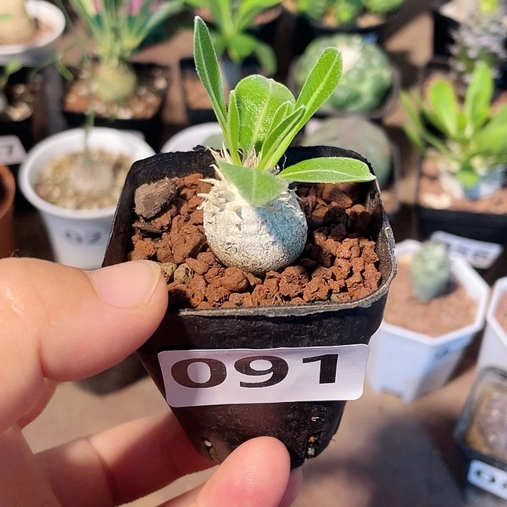 091惠比大黑小苗块根