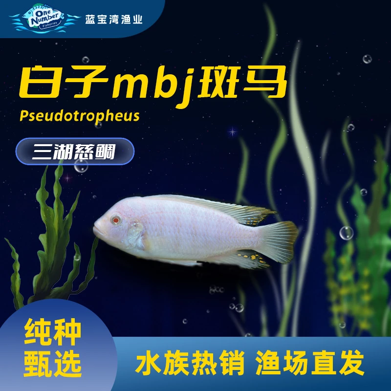 【白子斑马】非洲三湖慈鲷
