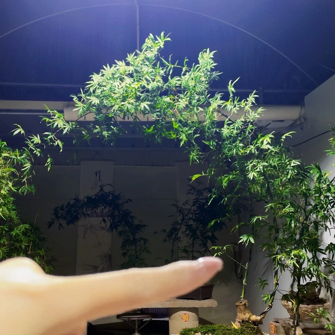 东***東无花朵小叶簕竹熟桩陶瓷盆一物一拍