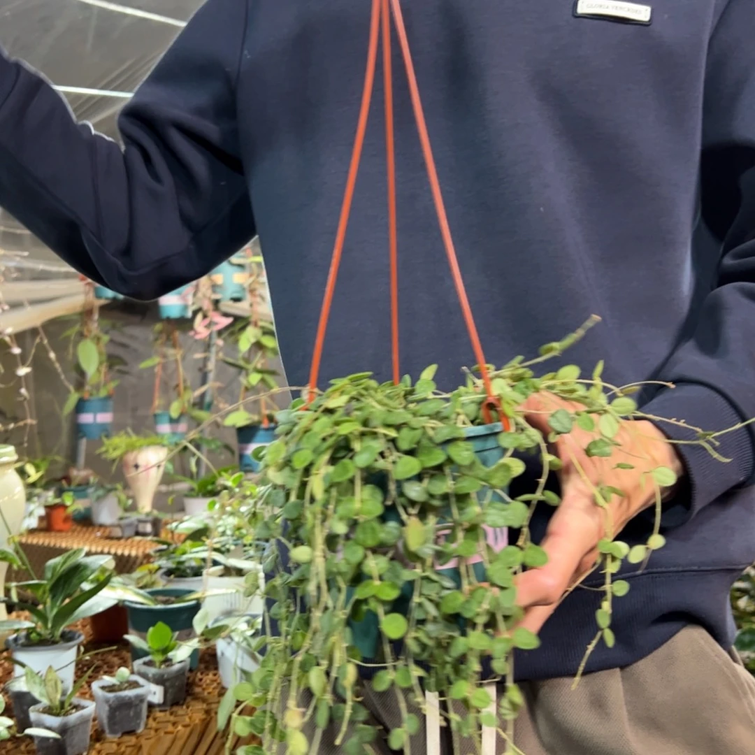 ****敏无花朵野匍球兰大苗