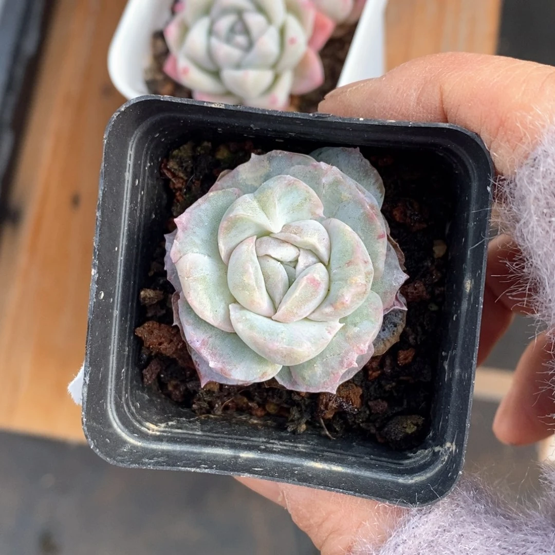 精品多肉一物一抵不包整21