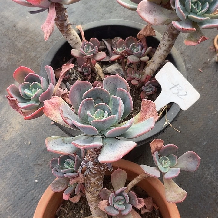 岁***澜两单包邮，不售后，散32