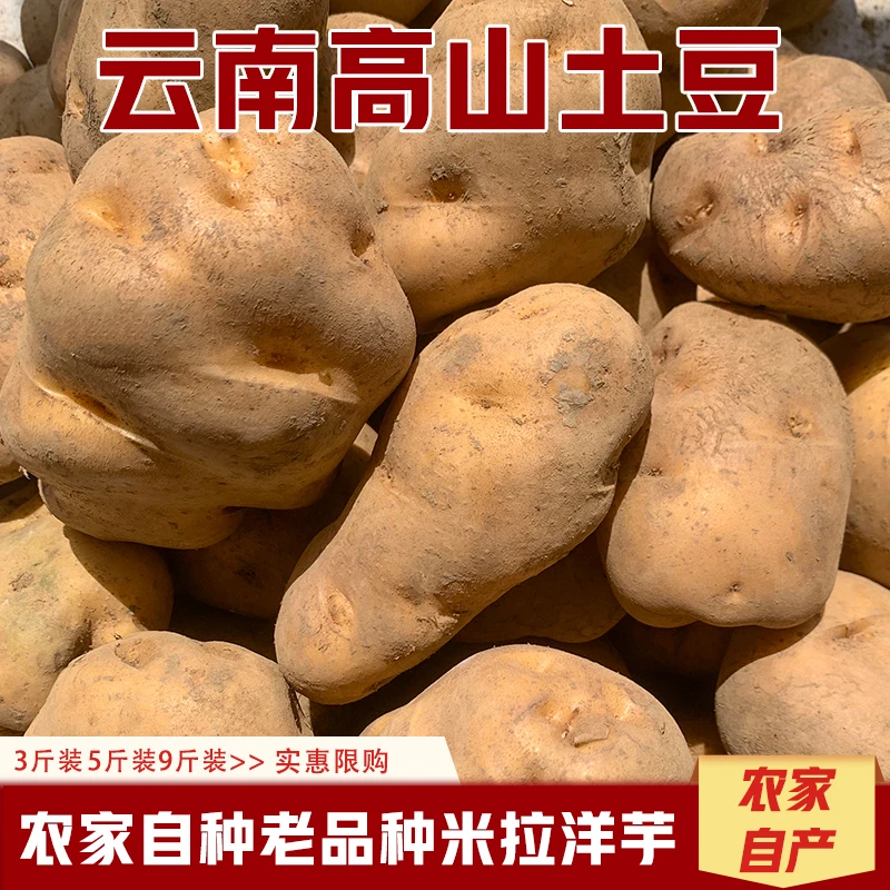 云南镇雄黄心土豆现挖新鲜老品种米拉洋芋黄皮粉糯农家露天马铃薯
