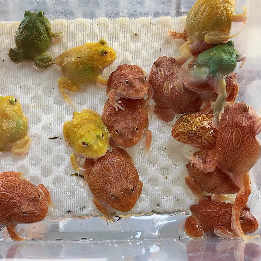 角蛙火龙角蛙专拍链接一只包装