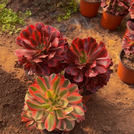 美杜莎2颗3号棚➕粉女巫14号棚15.8