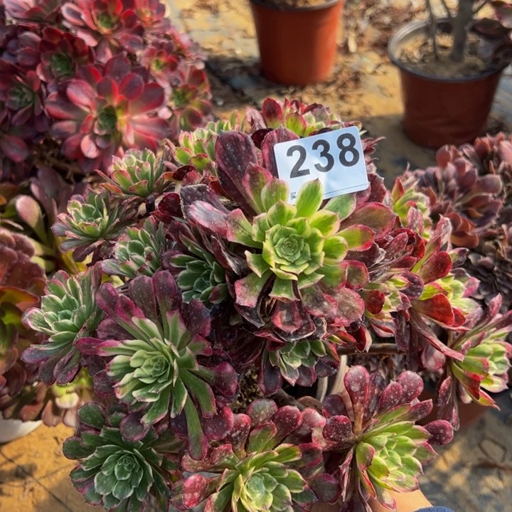 紫烟多肉植物238