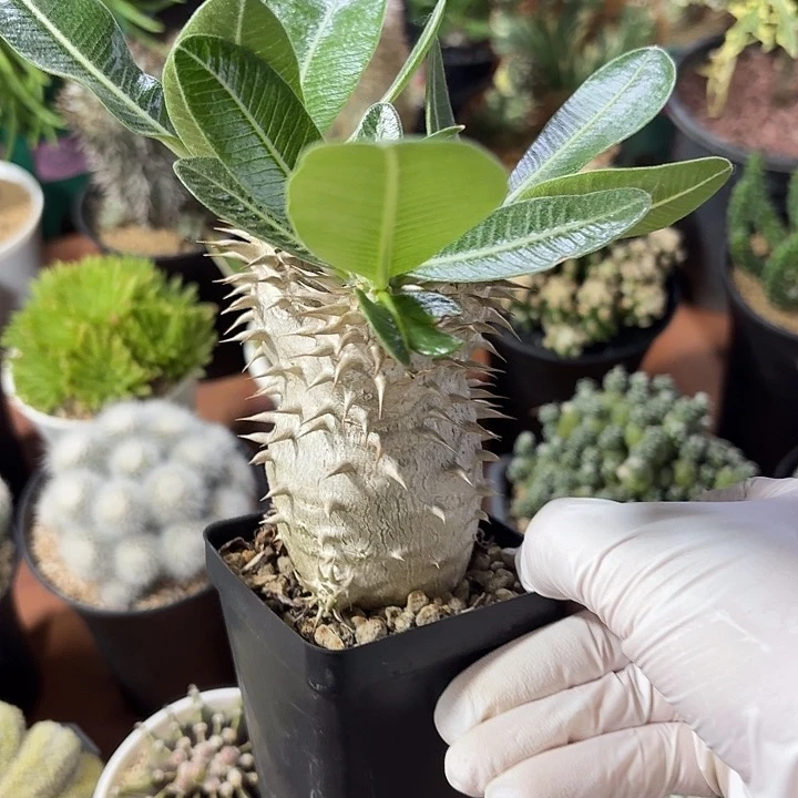 西巴女王仙人球12