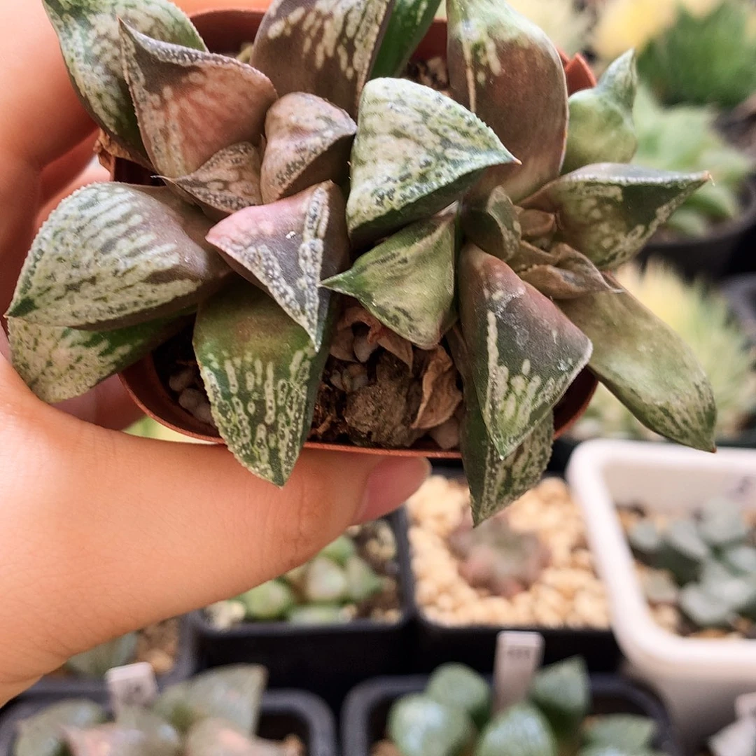 铜雀台，一物一拍，带盆带土