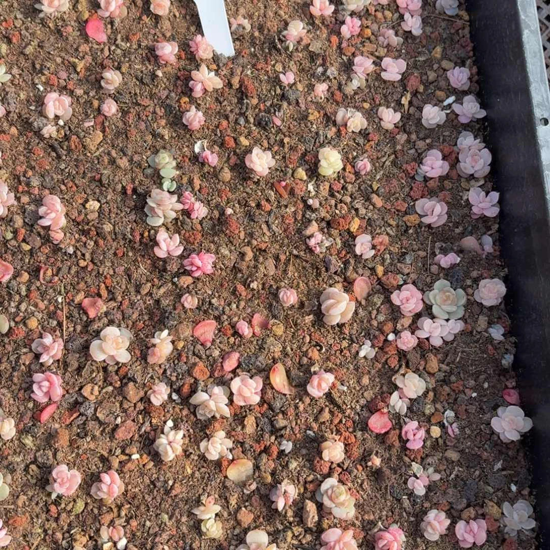 多肉植物多肉植物774