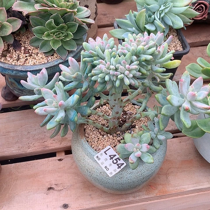 奶糖缀化 多肉植物，9.28号发